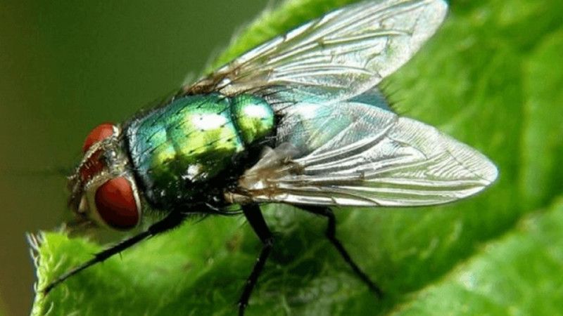 Karasinek deyip geçmeyin! Yaydığı hastalıkları duyunca şoke olacaksınız! İşte karasinekleri yok etmek için harika formül… 1