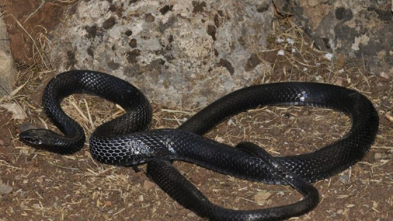 Gaziantep’te zehirli yılan uyarısı halkı paniğe sevk etti! Uzmanlar “sakın öldürmeyin” diyerek tehlikelerine işaret etti! 4