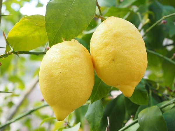 Limonun etkisini katlıyor. Gaziantep'te birçok kişi limonları böyle saklıyor ve asla bozulmuyor 1