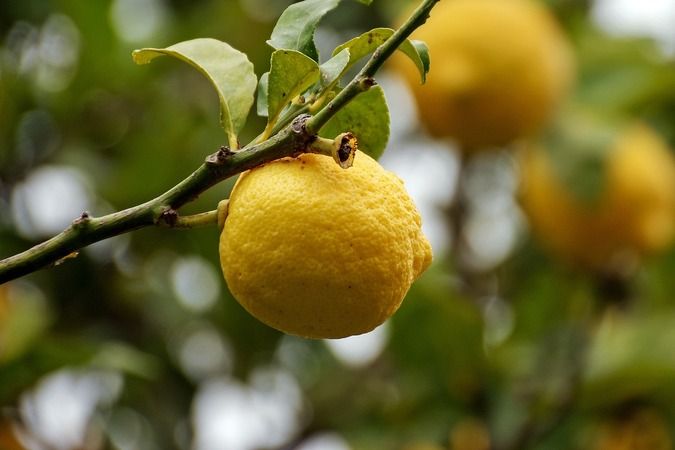 Limonun etkisini katlıyor. Gaziantep'te birçok kişi limonları böyle saklıyor ve asla bozulmuyor 3