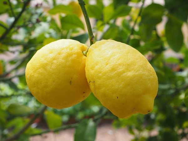 Limonun etkisini katlıyor. Gaziantep'te birçok kişi limonları böyle saklıyor ve asla bozulmuyor 2