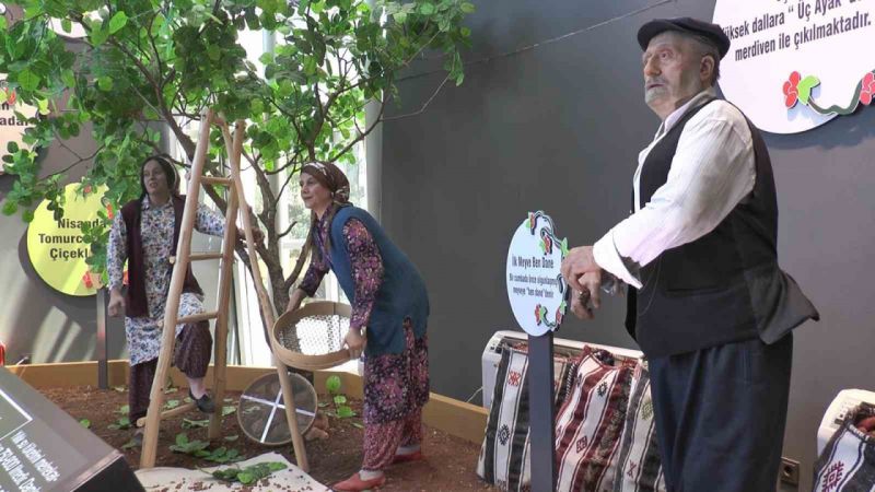 Antep Fıstığının Hikayesi Burada Anlatılıyor... Kaç Antep Fıstığı Çeşidi Var? Kaç Tanesi Gaziantep'te Yetişiyor? Fıstığın başkenti Gaziantep’te fıstığın tarihine yolculuk 1