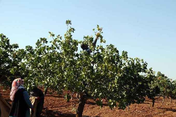 Gaziantep’te Antep fıstığı hasadı başladı, fiyatlar cep yaktı! Hesaplar şaşsada Gaziantepli vatandaş şaşmadı “1.000 TL’de olsa alırız!” 1