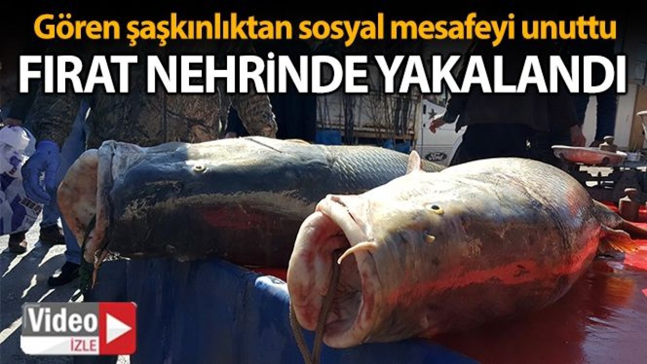 Fırat Nehri'nde Tutulan Dev Turna Balıkları Şaşkınlık Yarattı...Video İzle