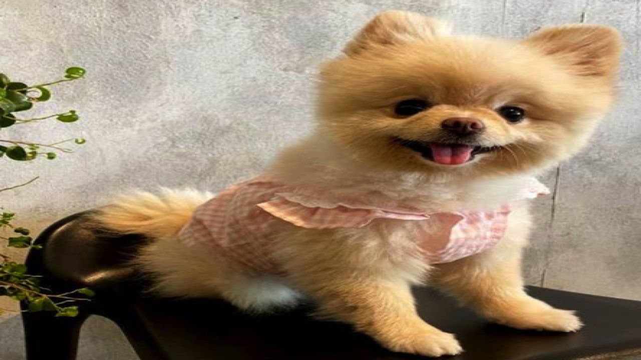 En Sevilen Süs Köpeği Neden Pomeranian Boo?