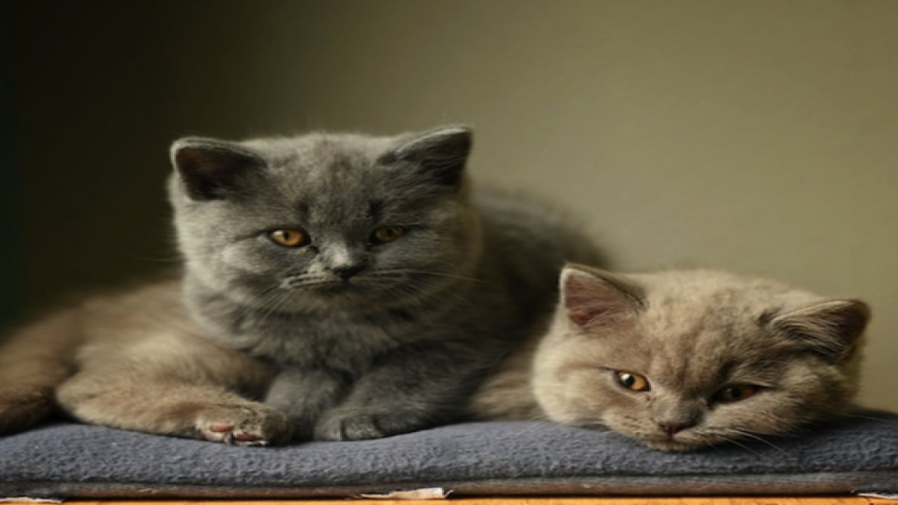 British Shorthair, İngiltere kökenli popüler bir kedi cinsidir..