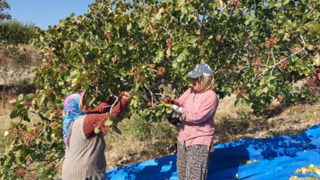 Aşılanan menengiç ağaçlarından Antep fıstığı hasadı sürüyor... Antep fıstıkları, kurutularak Gaziantep, Şanlıurfa ve Adana'dan gelen tüccarlara satılıyor.