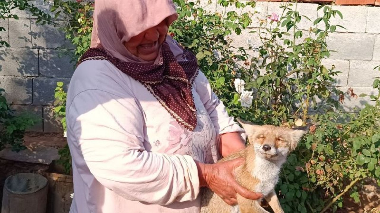 Gaziantep bir kişi yolda bulduğu yaralı tilkiyi evine götürerek besledi