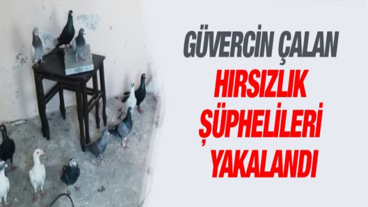 GÜVERCİN ÇALAN HIRSIZLIK ŞÜPHELİLERİ YAKALANDI