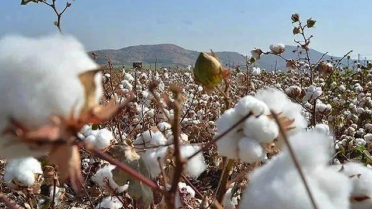 Şanlıurfa Ticaret Borsası Preseli Pamuk ve Mercimek Fiyatını Açıkladı... Mercimek ve Pamuk Fiyatı Tavan Yaptı