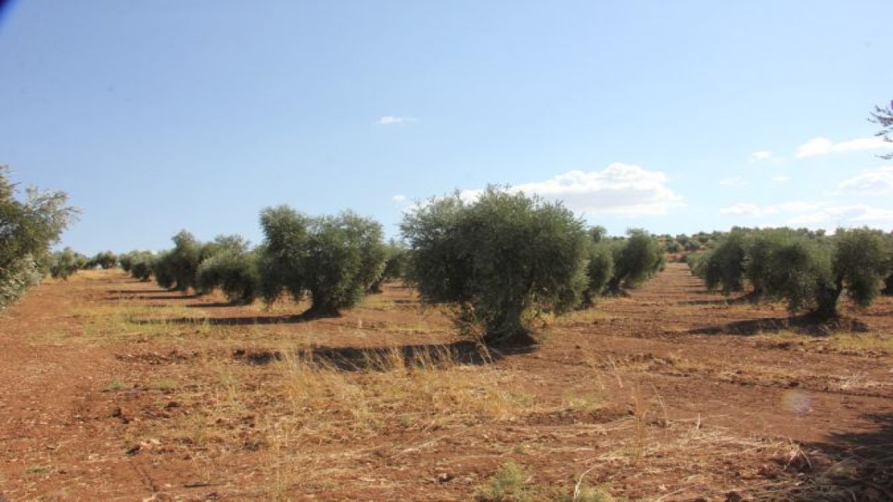 Kilis'te zeytin hasadı başladı