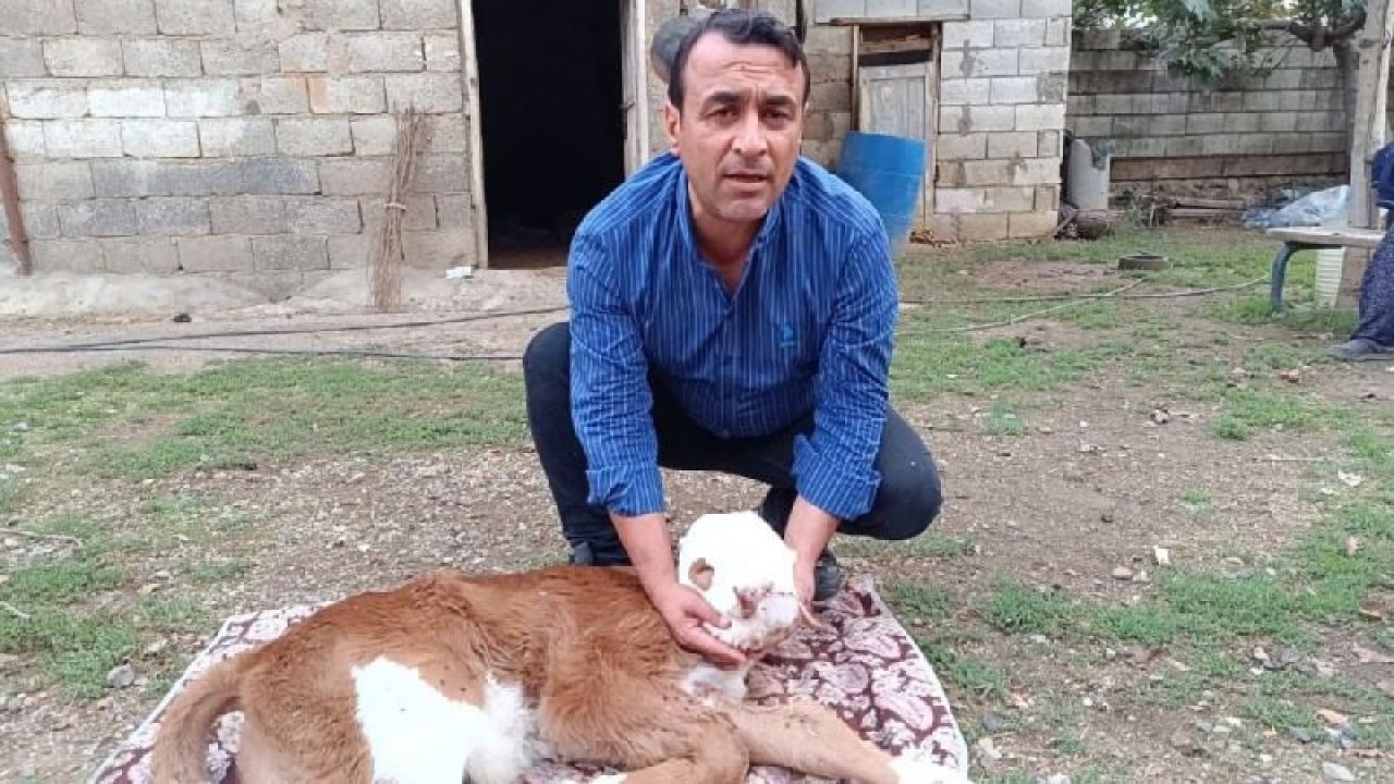 Gaziantep'te deprem stresi hayvanlarda sakat doğumları arttırdığı iddiası