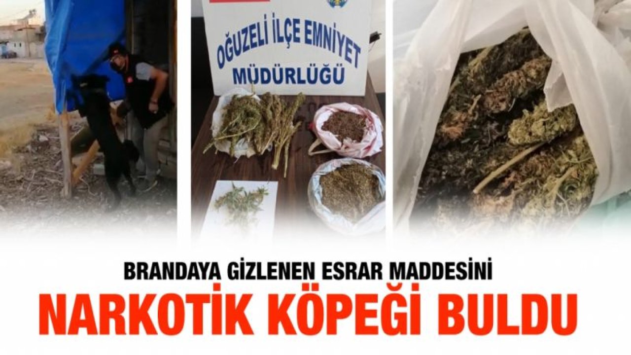 Brandaya gizlenen esrar maddesini narkotik köpeği buldu