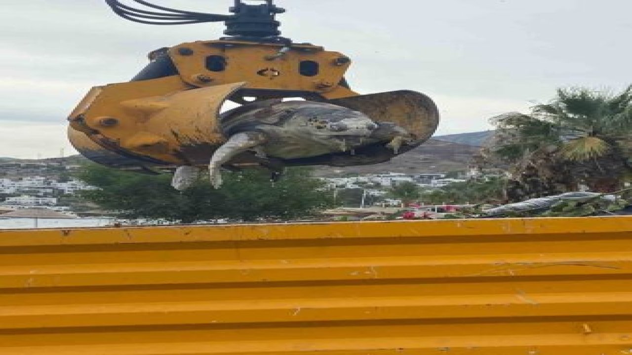 Bodrum’da 'caretta caretta' cinsi deniz kaplumbağası sahile vurdu... Kepçeyle çıkarıldı