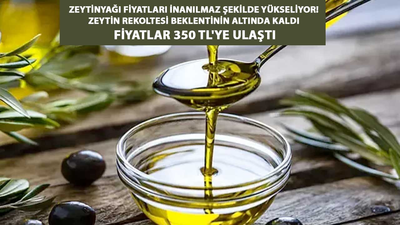 Zeytinyağı Fiyatları İnanılmaz Şekilde Yükseliyor! Zeytin Rekoltesi Beklentinin Altında Kaldı FİYATLAR 350 TL'YE ulaştı