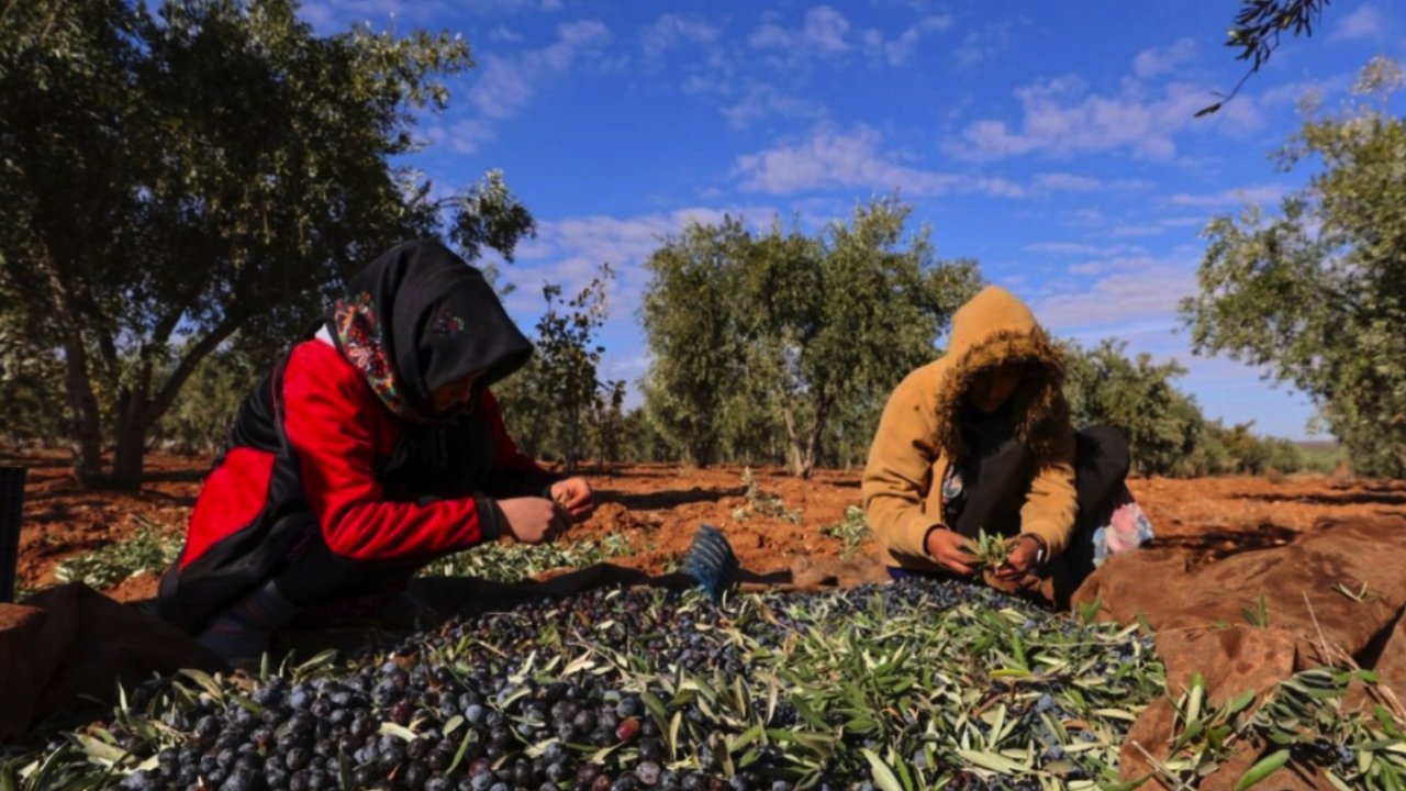 Gaziantep'in İslahiye ilçesinde 18 bin 700 dekarlık alanda zeytinin hasadı sürüyor.