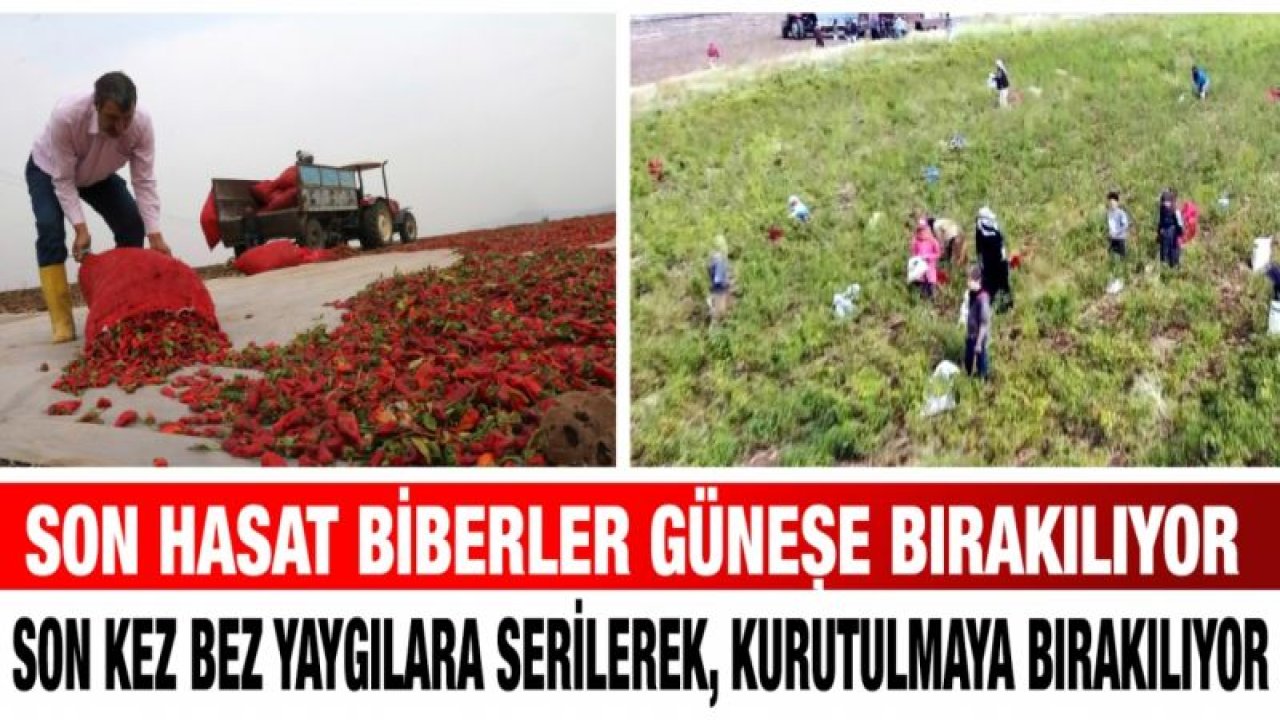 Son hasat biberler güneşe bırakılıyor