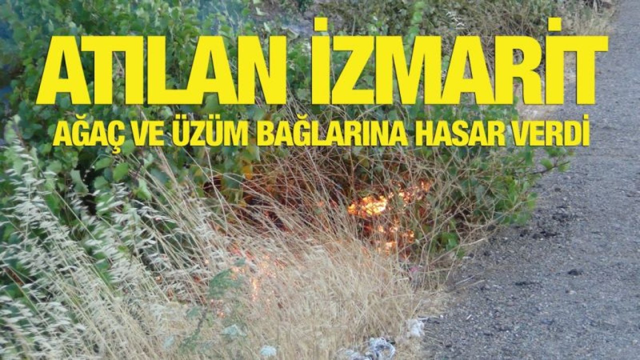 Atılan izmarit yol kenarındaki ağaç ve üzüm bağlarına hasar verdi