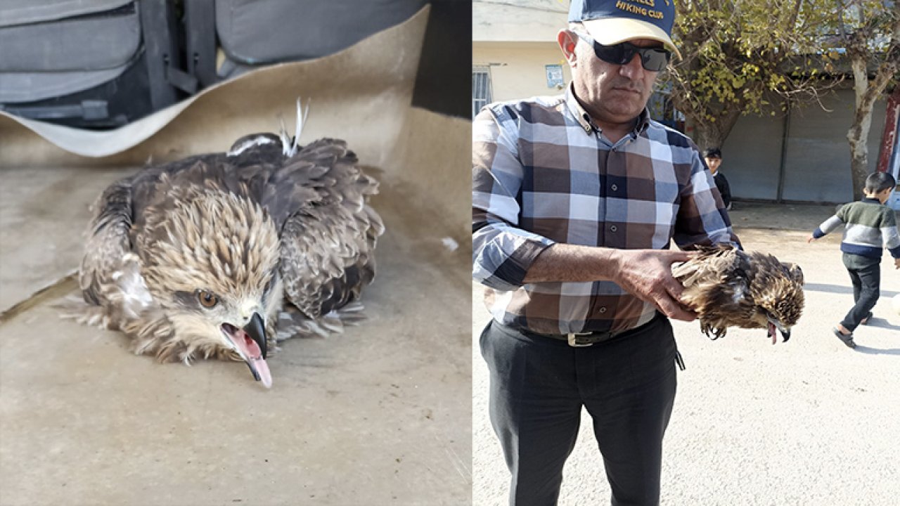 Gaziantep'te yaralı bulunan kızıl şahin tedavi altına alındı