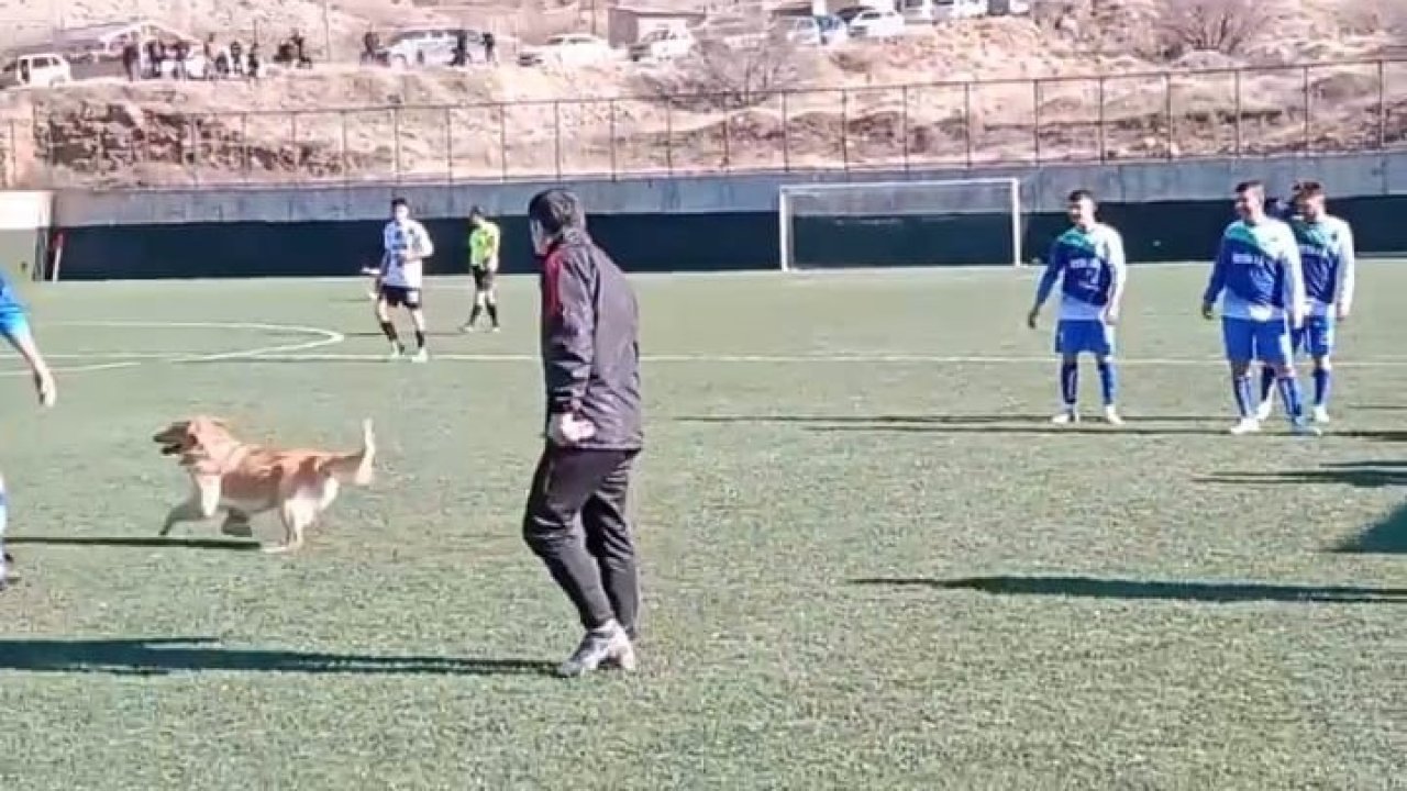 Sahaya Atılan Penaltı Değil Pati! Malatya'da Köpek Sahaya Girince Maç Durdu