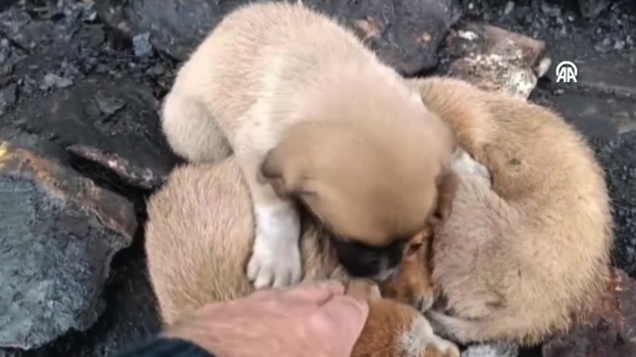 Gaziantep’te Vicdanları Sızlatan Görüntüler… Çuvalla kırsala bırakılan 15 köpek yavrusu koruma altına alındı