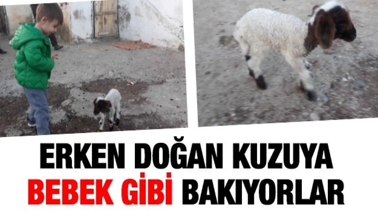 Erken doğan kuzuya bebek gibi bakıyorlar