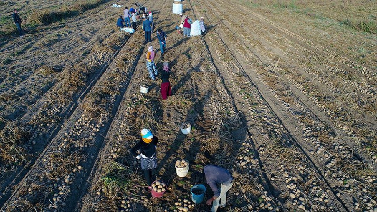 Mevsimlik tarım işçilerinin ortalama günlük ücretleri yüzde 114,6 arttı