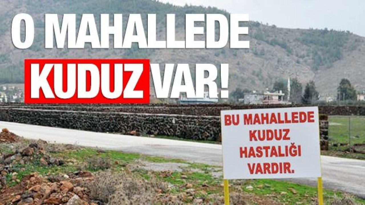 Kuduz hastalığı yüzünden mahalle karantinaya alındı