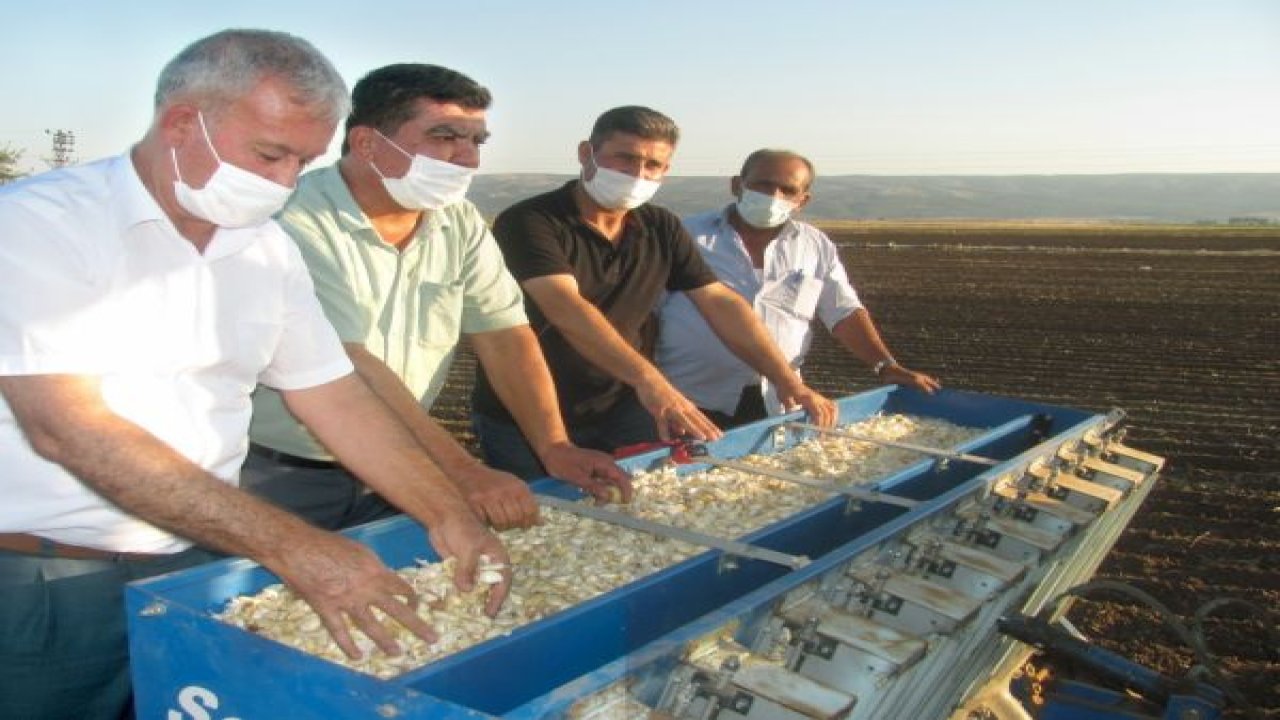 Koranaya karşı etkiliydi, dikimi başladı