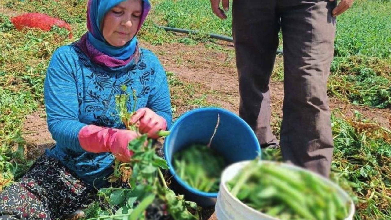 Gaziantep'te Mevsimi geldi hasadı başladı! Gaziantep'te Pazarda, markette gören dolaplara dolduruyor! DİYET LİSTESİNİN KAHRAMANI