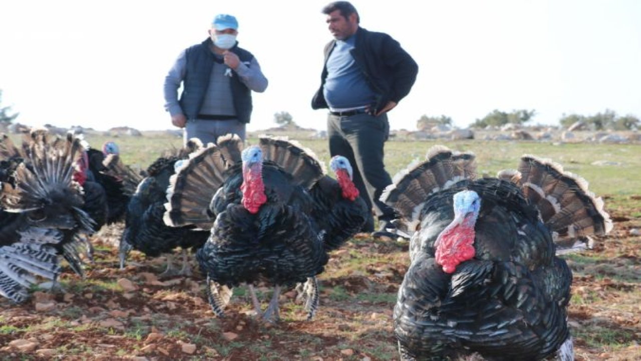 Satılık hindi bulamayınca kendi işini kurdu