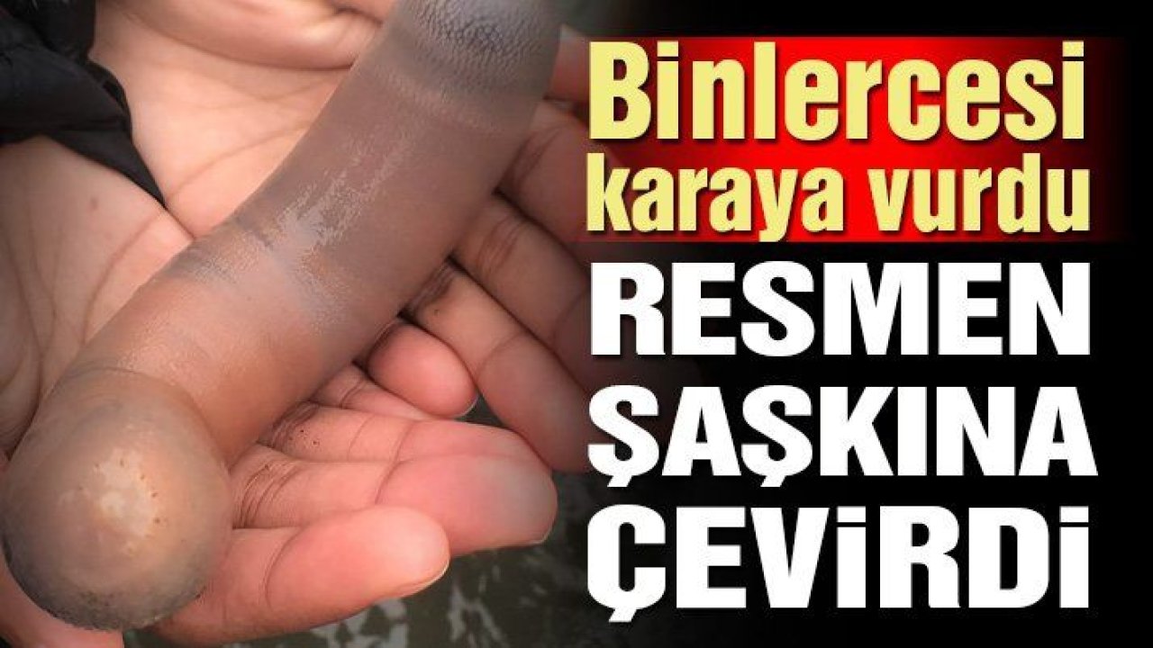 Penis balığı! Bir anda binlercesi kıyıya vurdu, görenler hayret içinde kaldı