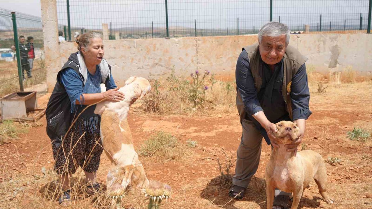 Gaziantep’te kurulan hayvan barınağı Türkiye’ye örnek oldu