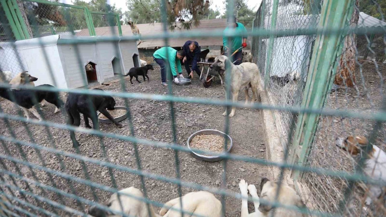 Gaziantep Büyükşehir’in sokak hayvanları için kurduğu model Türkiye’ye örnek oluyor