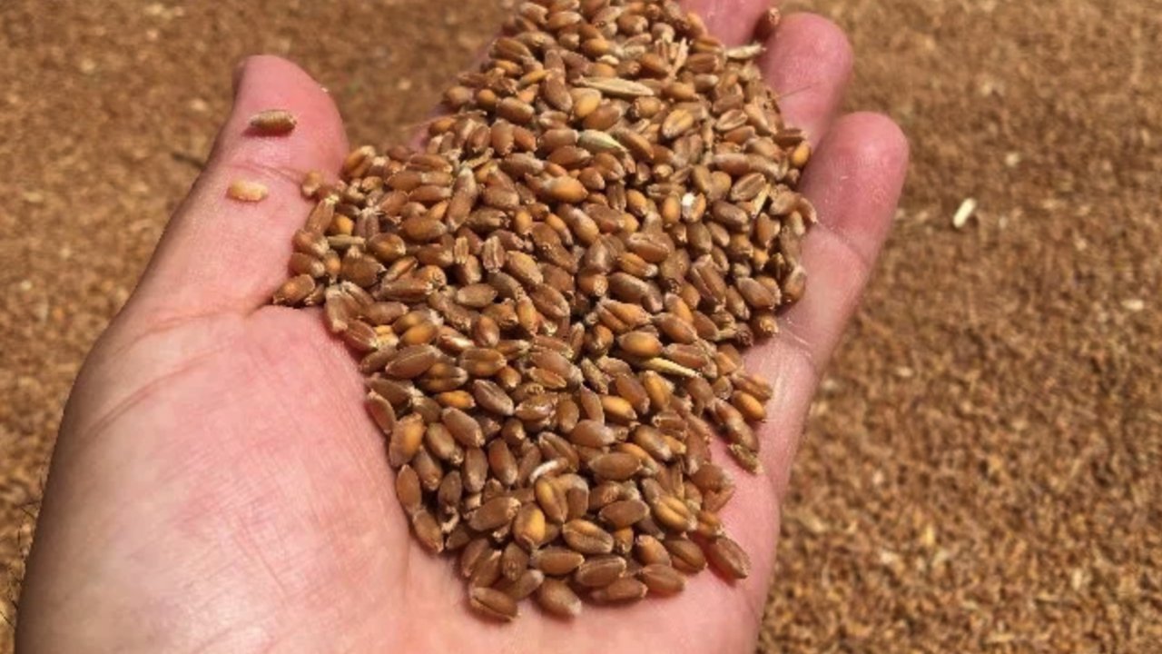 Gaziantep'te Buğday Alım Fiyatı Ne Kadar Olacak?