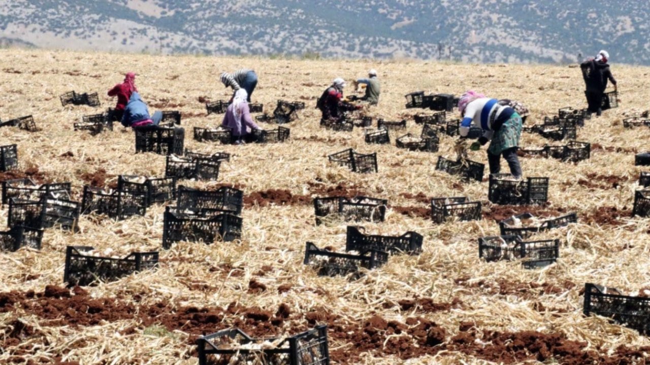Gaziantep'te sarımsak hasadı devam ediyor. Tarlada kilosu 45 lira Markette 100 Lira