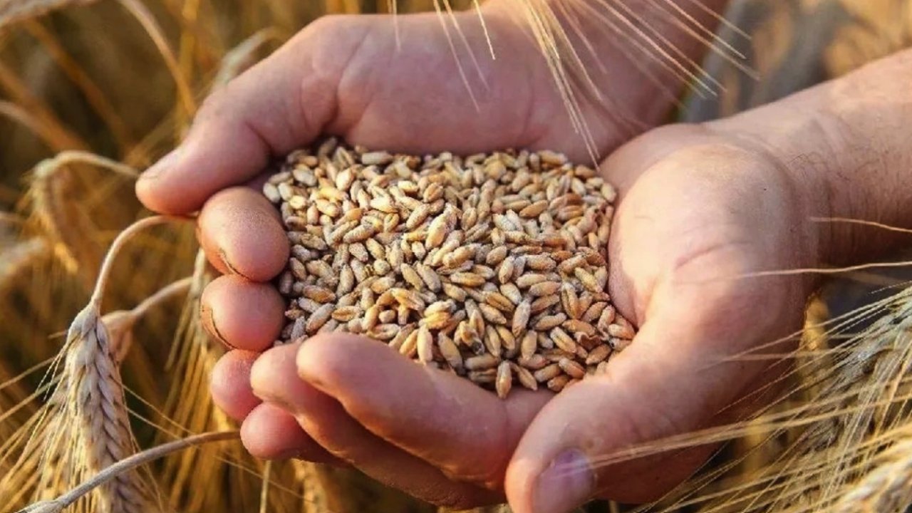 Gaziantep'te Çiftçinin BUĞDAY FİYATI İSYANI! 6 kilogram buğday 1 litre mazot ediyor