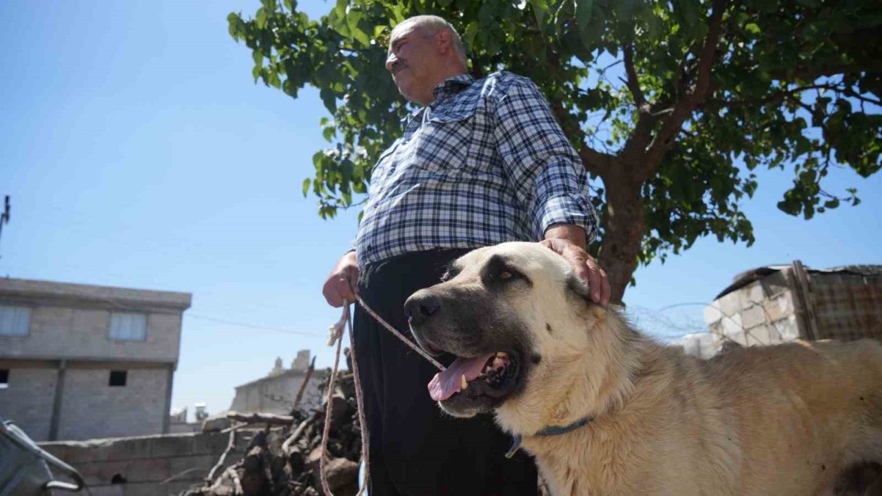 Gaziantep Şahinbey Belediyesi köpeklere sahip çıkıyor