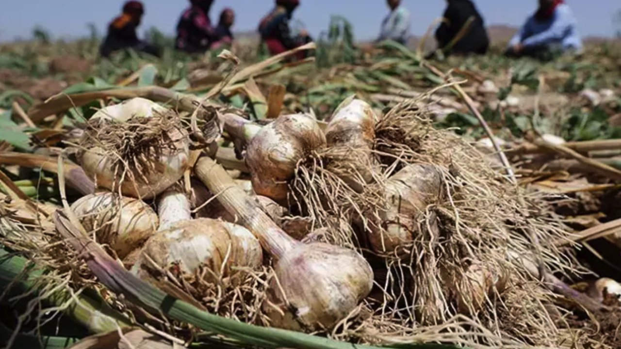 Gaziantep'te Doğal antibiyotikte hasat başladı! Çayını bardak bardak için kolesterolü damardan silip atıyor, iltihabı kurutuyor