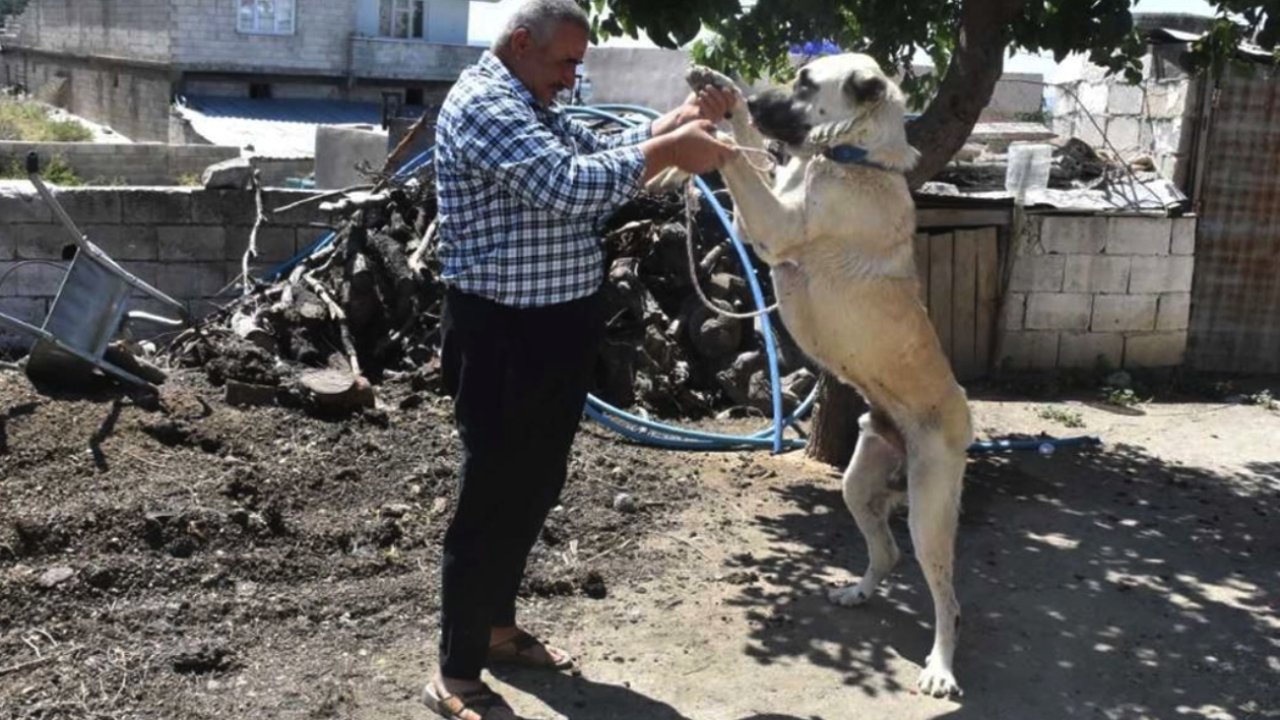 Şahinbey'deki çoban köpekleri aşılanıyor