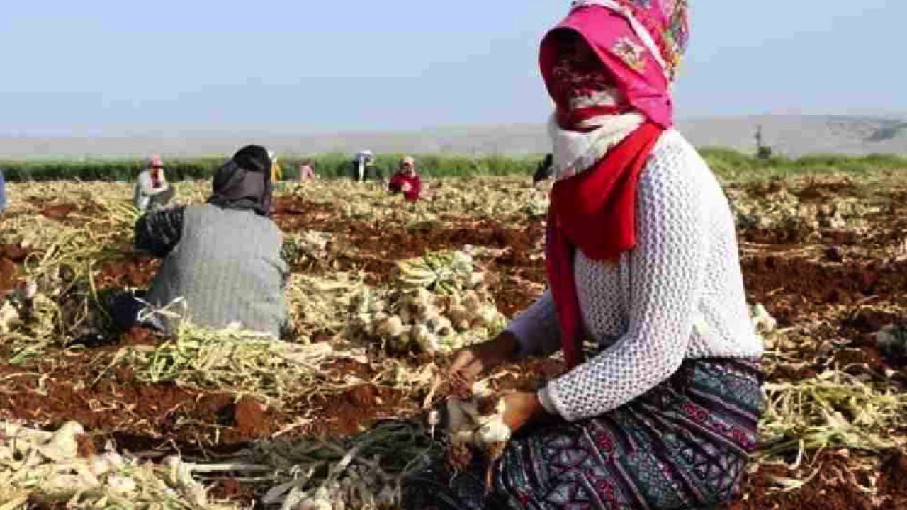 Gaziantep'te 8 bin kişilik dev hasat başladı! Tarlada 45 ile 50 TL Markette 100 TL