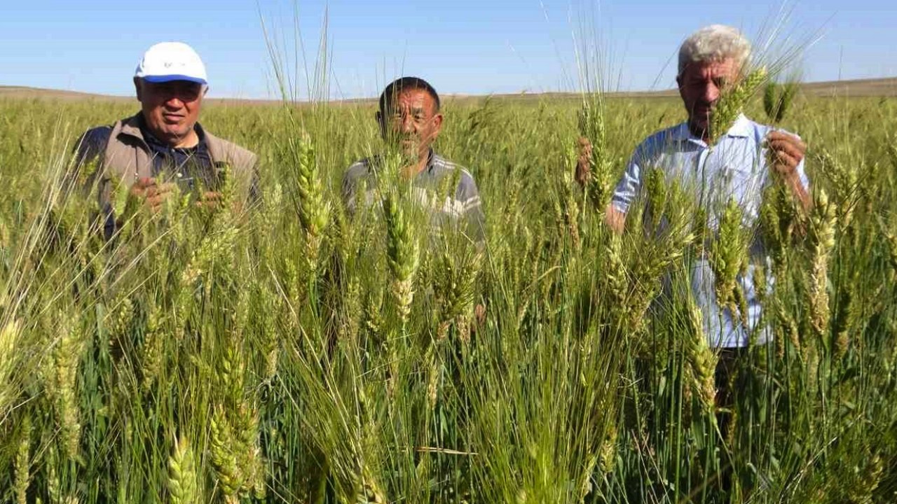 Buğday Tohumu'nda DEVRİM! Eken Çiftçinin Cebi Para Dolacak