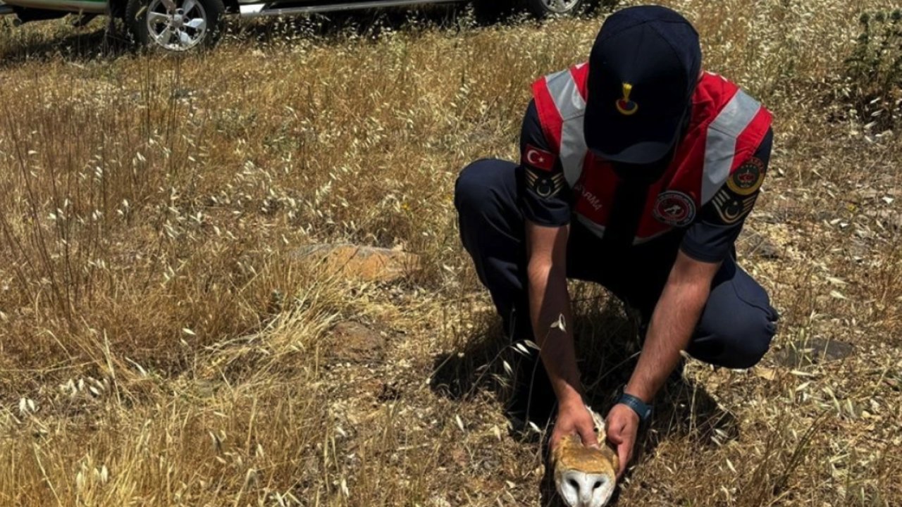 Gaziantep yaralı halde bulunan şahin ve baykuş tedaviye alındı