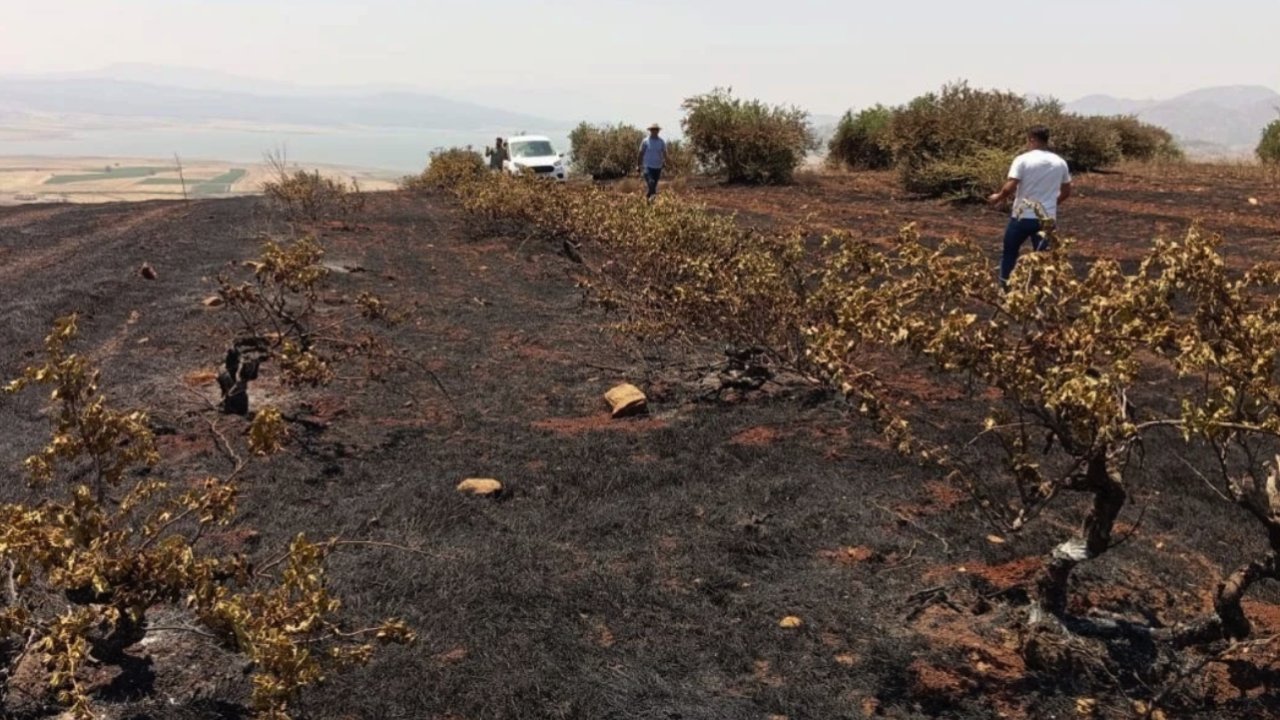Gaziantep'te çıkan yangında asmalar ve zeytin ağaçları zarar gördü