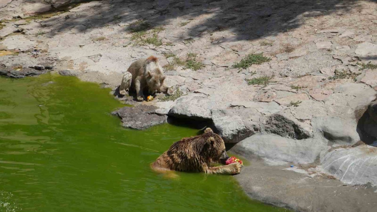 Gaziantep'te kavurucu sıcaklarda hayvanlar buzlu kokteyl ile serinliyor