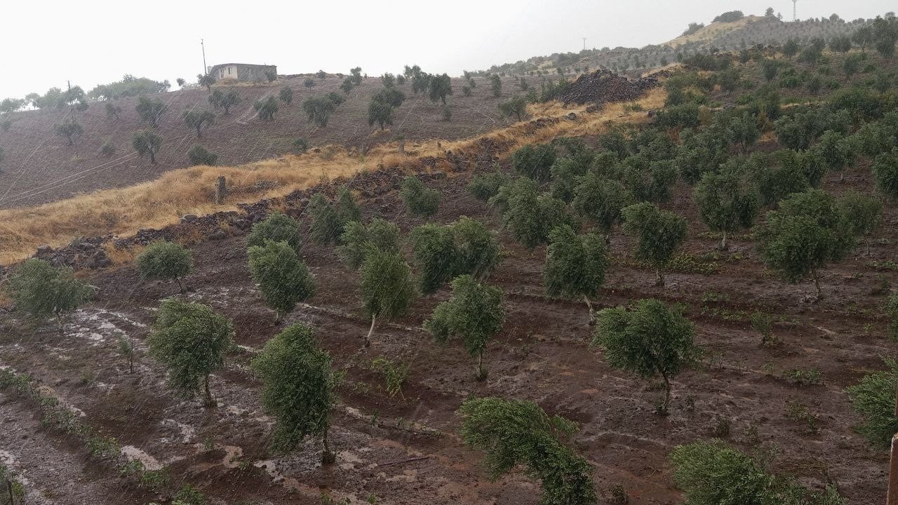 Kilis’te sağanak ve dolu yağışı zeytin ve fıstık ağaçlarına zarar verdi