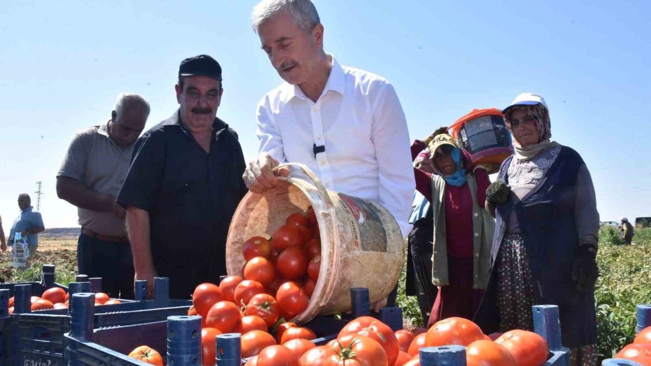 Tahmazoğlu'nun TÜRKİYE'YE ÖRNEK PROJESİ! Şahinbey'de domatesin fiyatı tarladan pazara değişmiyor