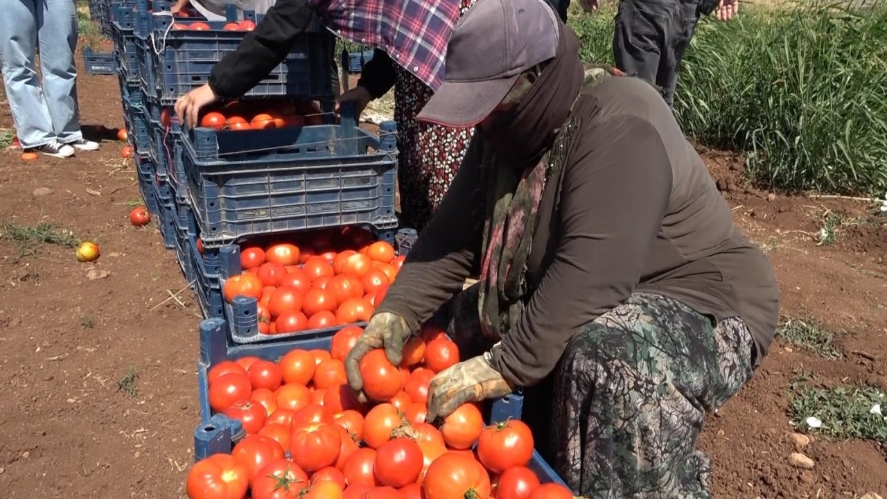 Gaziantep’te kadınların domates hasadı başladı! Günlük 750 Kilo Topluyorlar