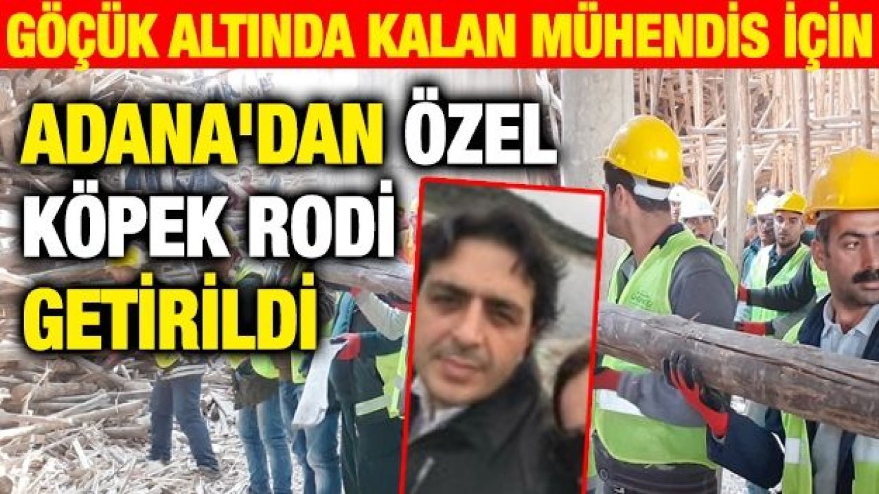 Göçük altında kalan Mühendis için Adana'dan özel köpek Rodi getirildi