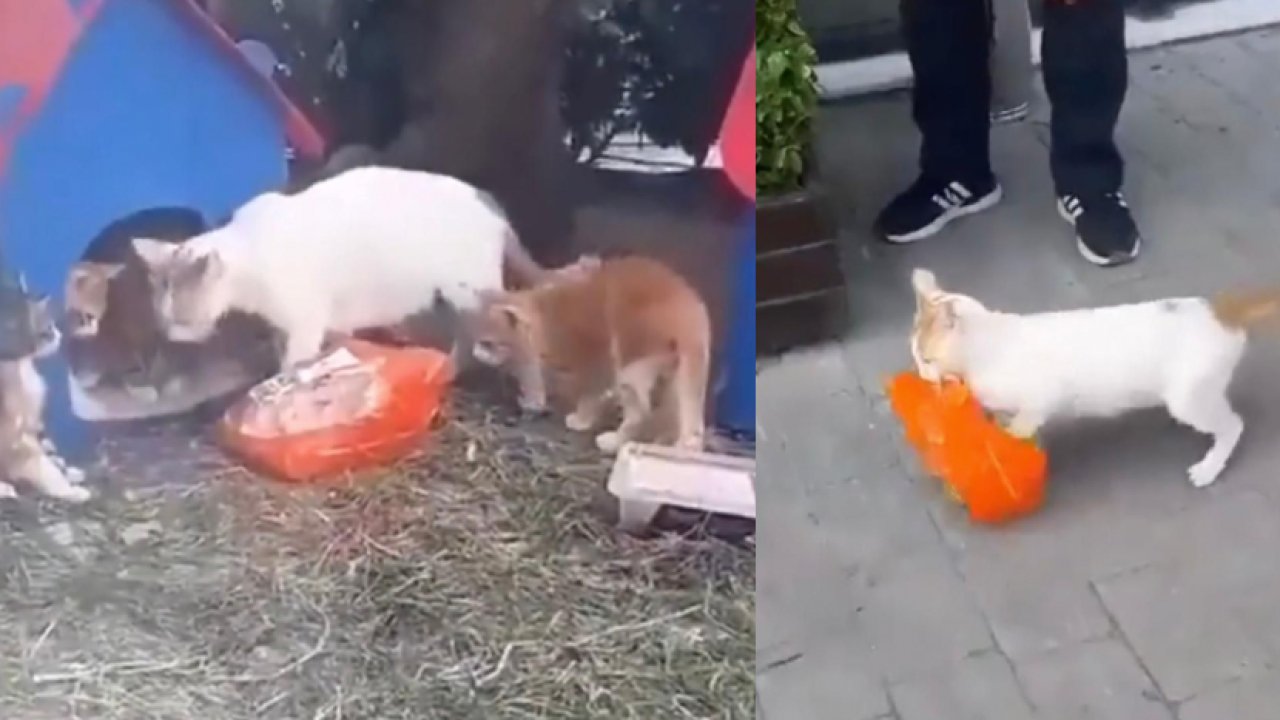 Antepli anne kedi kilosu kadar pilici yavrularına taşıdı! O Anlar Sosyal Medyada Viral Oldu